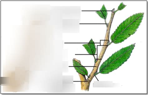 herbaceous stem diagram Diagram | Quizlet