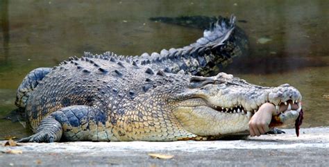 Mugger Crocodile Facts and Pictures