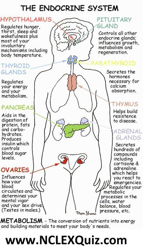 Pin by Melissa Ebarb on Endocrine System | Endocrine system nursing ...