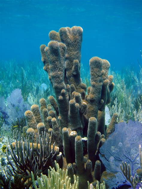 pillars of coral | Pillar coral, one of the few hard corals … | Flickr