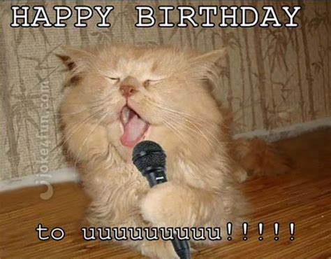 101 Funny Cat Happy Birthday Memes | Happy birthday funny cats, Cat ...