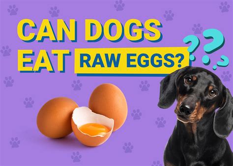 Can Dogs Eat Raw Eggs? Vet Reviewed Benefits, Risks, & Safety | Pet Keen