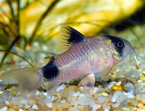 Panda Corydorus Catfish for sale online AzGardens.com***** 5-Star