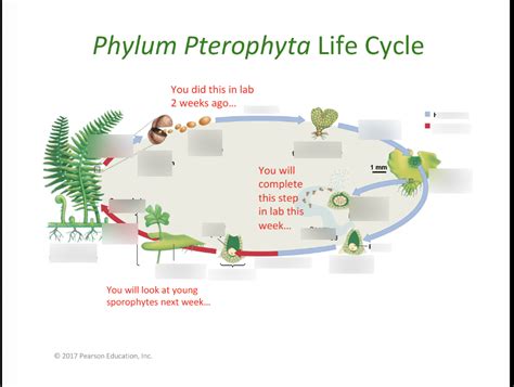 Phylum Pterophyta Life Cycle Diagram | Quizlet