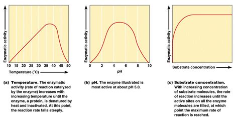 ENZYME KINETICS - Welcome to Bio Stud...