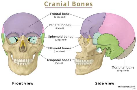 Skull Diagram Front