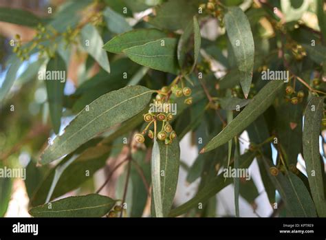 Eucalyptus Fruits Stock Photos & Eucalyptus Fruits Stock Images - Alamy