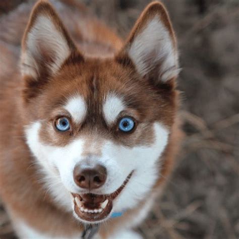 Brown Husky - Breed Profile & Information