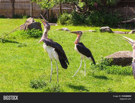 African Birds. Stork Image & Photo (Free Trial) | Bigstock