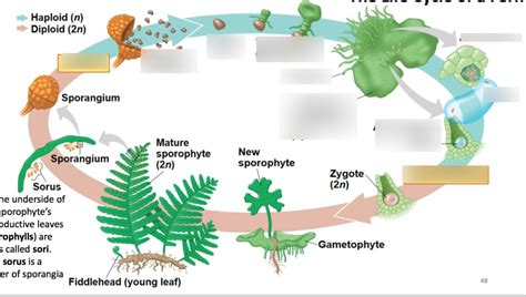 Haploid Fungi Life Cycle