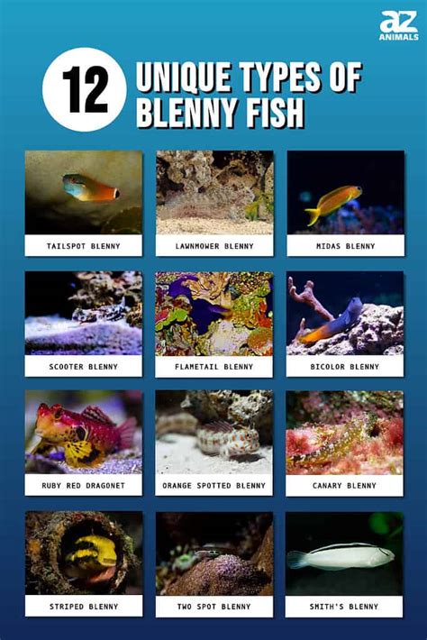 12 Unique Types Of Blenny Fish - A-Z Animals