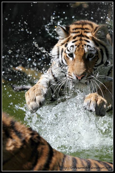 Tiger attack by AF--Photography on DeviantArt