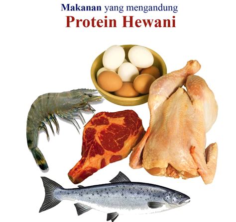 Makanan Yang Mengandung Protein Hewani - PR Sekolahku