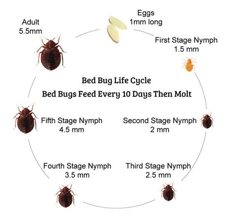 7 Stages Of The Bed Bug Life Cycle You Need To Know