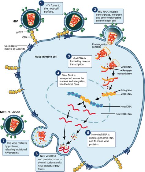 Vaccines and Anti-Viral Drugs for Treatment | Biology for Majors II