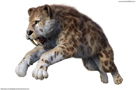 Smilodon Facts For Kids & Adults: Prehistoric Animal Info & Pictures