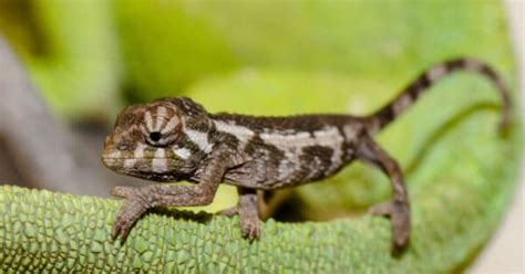 Chameleon Lifespan: How Long Do Chameleons Live? - IMP WORLD