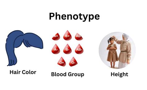 What Is Phenotype?-Definition, Examples, and Relation with Genotype ...