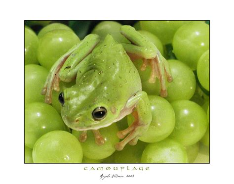 Camouflage Frog by lilnymph on DeviantArt