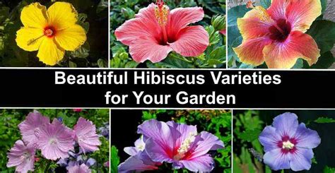 Types of Hibiscus with Their Flowers and Leaves (Pictures) - Identification