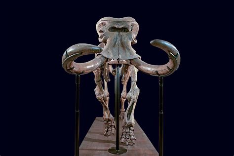 Extinct Sicilian elephant lost 8000 kilograms as it evolved and shrank ...