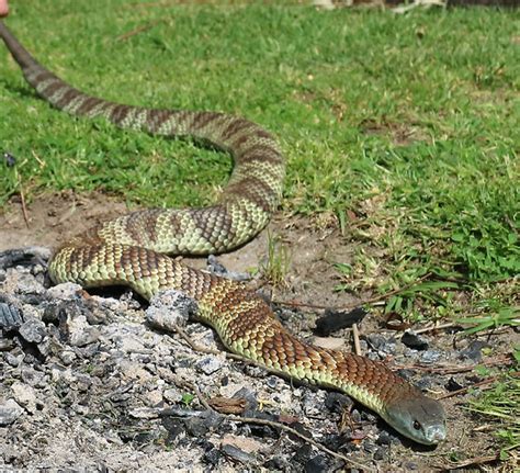 Eastern Tiger Snake (Notechis scutatus) - 5th Most Venomous Snake in ...