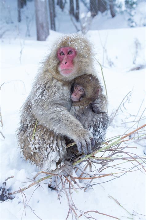 Snow monkeys of Japan