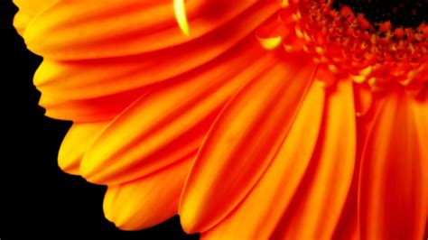 Pure Orange Flower 1080p Wallpapers | HD Wallpapers | ID #5625