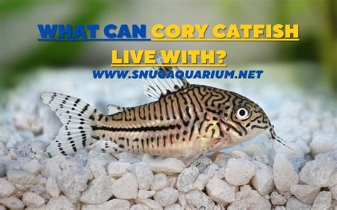 9PLUS GREAT Tank Mates for Cory Catfish (Compatibility Guide)