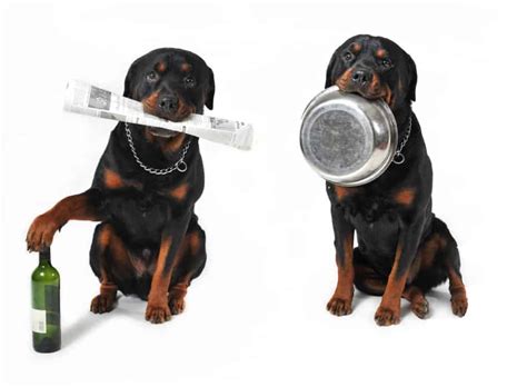 An Easy Guide To Choosing The Right Dog Food For Your Rottweiler ...