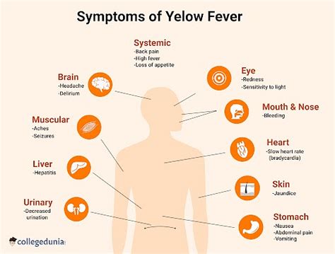 Yellow Fever: Symptoms, Diagnosis, Prevention & Treatment