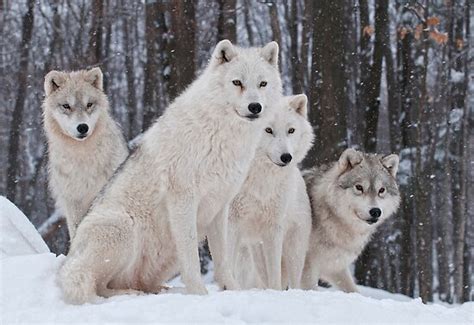 "Arctic Wolf Pack" by Bill Maynard | Redbubble