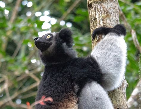 Indri (Indri indri) | Lemurs of Madagascar | AQUA-FIRMA wildlife guides ...