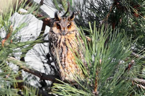 Owls In Kansas: 8 Sunflower State Species To Look For