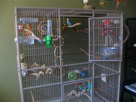 Budgie Cages: How to Set-Up Your Parakeet’s Cage with Toys and Perches ...