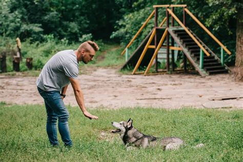 7 Tips For Training Your Husky For Better Behaviour - SirDoggie.com