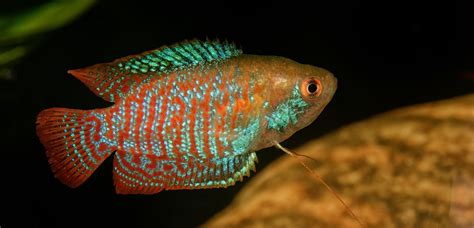 9 Best Dwarf Gourami Tank Mates » Fish Tank Basics