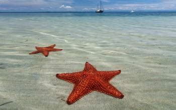 Starfish Beach / Isla Colón / Caribbean Coast // World Beach Guide