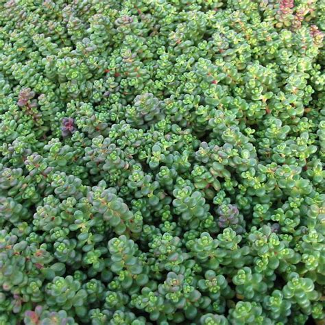 10 Sedum (Stonecrop) Varieties to Plant as Ground Cover