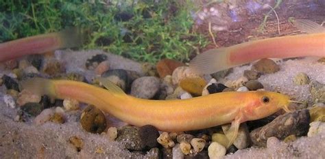 Dojo Loach (Pond Loach): Info with Care Details and Pictures