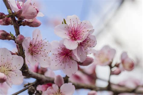 Visiting Japan to view the Plum Blossom