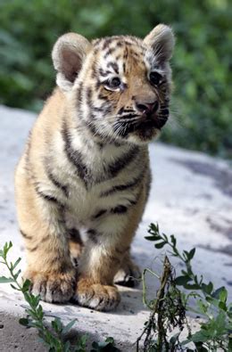 Siberian Tiger Facts, Cubs, Habitat, Diet, Adaptations, Pictures