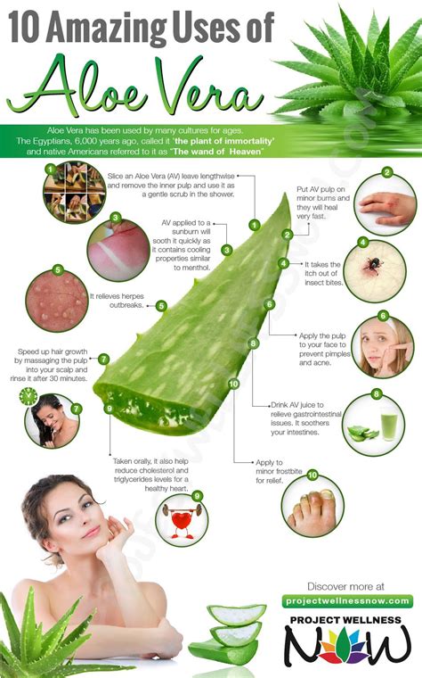 10 AMAZING USES OF ALOE VERA - Project Wellness Now | Aloe vera, Aloe ...