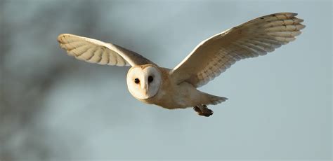 Barn Owl flying in winter sunlight Tyto alba | Mike Rae