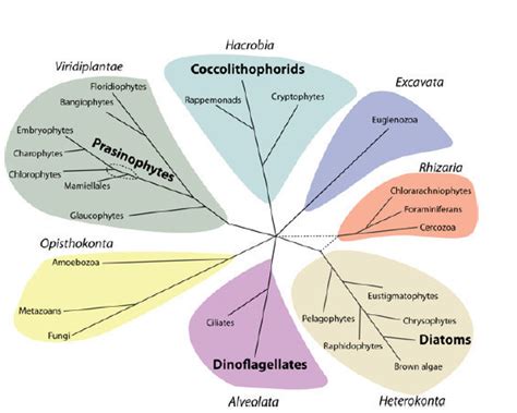 A diagram summarizing the main groups of phytoplankton | Download ...