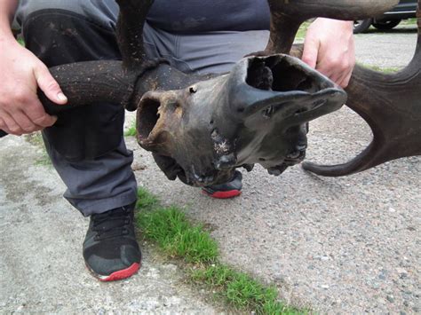 10,000-Year-Old Irish Elk Skull Discovered By Fishermen In Local Lake