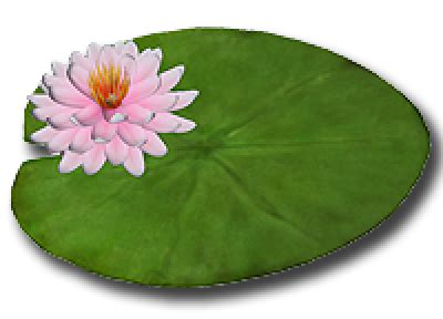 lily pads png 10 free Cliparts | Download images on Clipground 2024