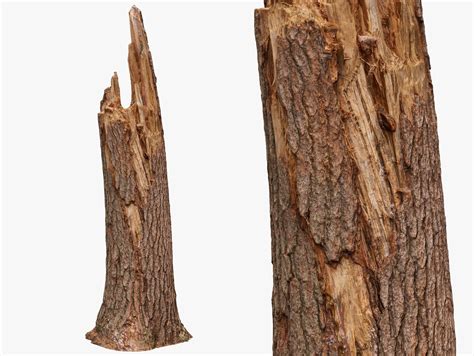 3D model Broken Tree Trunk - 8K Scan | CGTrader