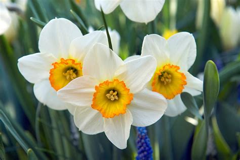 Narcissus 'Flower Record' (Large-Cupped Daffodil)