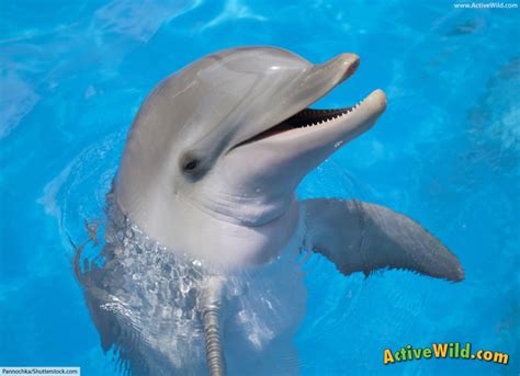 Common Bottlenose Dolphin Facts for Kids & Adults: Info, Pictures, Video